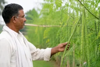 sukhe-mein-sahjan-ki-kheti-se-kisan-sandeep-kadam-ki-success-story