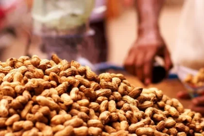 el-nino-impact-on-groundnut-production-india-peanut-export-top-5-importing-countries