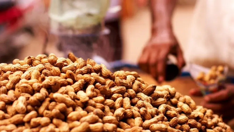 el-nino-impact-on-groundnut-production-india-peanut-export-top-5-importing-countries