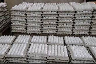 egg-price-hike-india-record-high-namakkal-egg-rates-reason