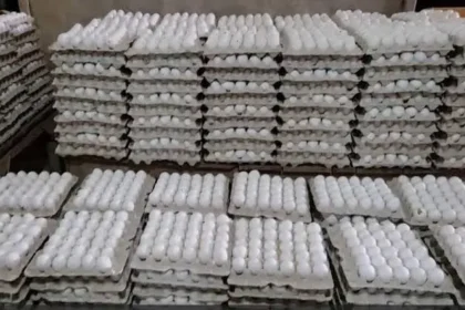 egg-price-hike-india-record-high-namakkal-egg-rates-reason