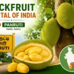 jackfruit-capital-of-india-panruti-tamil-nadu