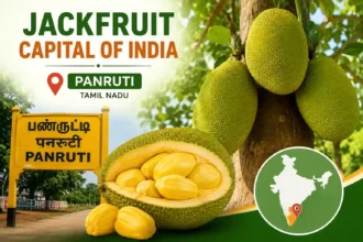 jackfruit-capital-of-india-panruti-tamil-nadu