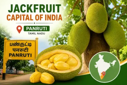 jackfruit-capital-of-india-panruti-tamil-nadu