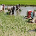 kharif-sowing-july-rain-paddy-sowing-cotton-soybean-pulses-oilseeds-update-2026