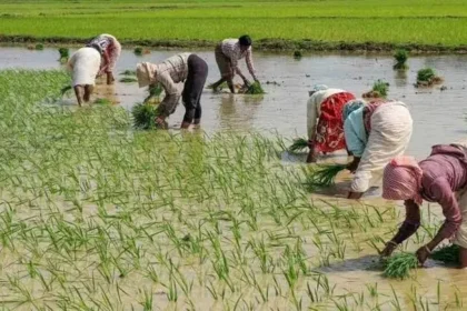 kharif-sowing-july-rain-paddy-sowing-cotton-soybean-pulses-oilseeds-update-2026