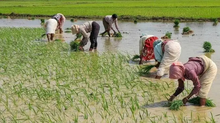 kharif-sowing-july-rain-paddy-sowing-cotton-soybean-pulses-oilseeds-update-2026