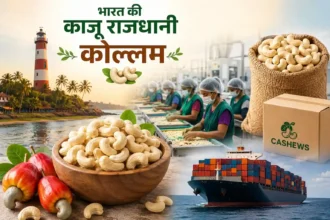 kollam-cashew-capital-of-india-cashew-processing-export