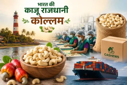 kollam-cashew-capital-of-india-cashew-processing-export