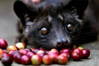 kopi-luwak-world-most-expensive-coffee-price-process-hindi