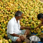 msp-mis-government-procurement-copra-totapuri-mango-farmers-news