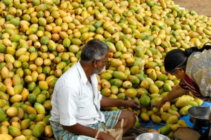 msp-mis-government-procurement-copra-totapuri-mango-farmers-news