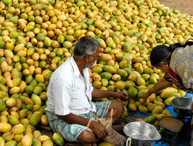 msp-mis-government-procurement-copra-totapuri-mango-farmers-news