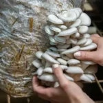 500-rs-mushroom-business-success-story-3-lakh-monthly-turnover