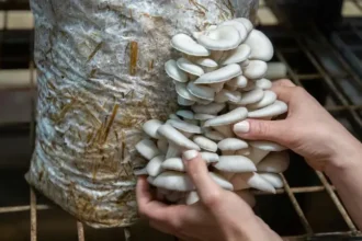 500-rs-mushroom-business-success-story-3-lakh-monthly-turnover