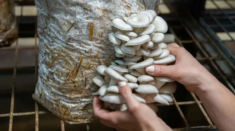 500-rs-mushroom-business-success-story-3-lakh-monthly-turnover