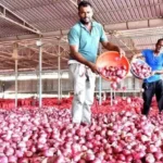onion-procurement-price-hike-2125-per-quintal-july-2026