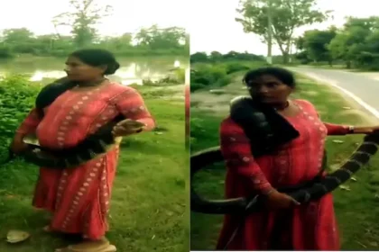 snake-lady-janki-devi-10-feet-king-cobra-rescue-video-bihar