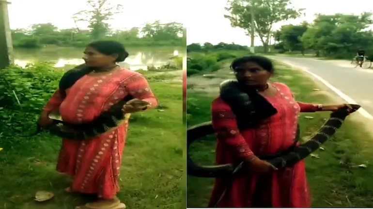 snake-lady-janki-devi-10-feet-king-cobra-rescue-video-bihar