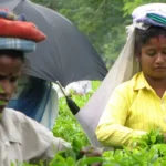 tea-production-india-declines-may-2026-assam-darjeeling-monsoon-impact