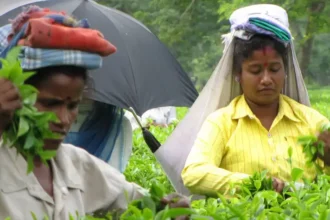 tea-production-india-declines-may-2026-assam-darjeeling-monsoon-impact