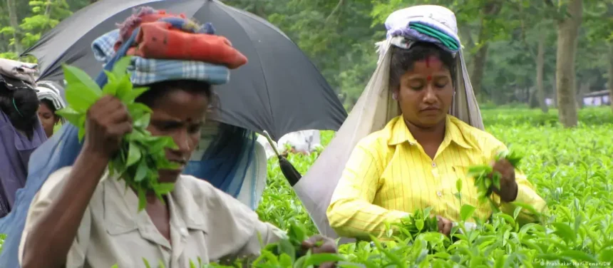tea-production-india-declines-may-2026-assam-darjeeling-monsoon-impact