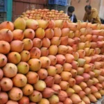 totapuri-mango-prices-plummet-government-forms-high-level-committee