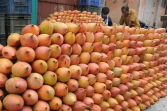 totapuri-mango-prices-plummet-government-forms-high-level-committee