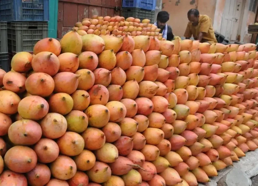 totapuri-mango-prices-plummet-government-forms-high-level-committee