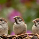 bird-songs-ai-study-116000-bird-voices-eight-basic-sound-patterns-hindi