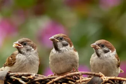 bird-songs-ai-study-116000-bird-voices-eight-basic-sound-patterns-hindi