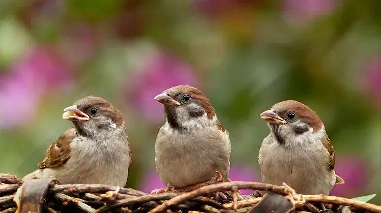 bird-songs-ai-study-116000-bird-voices-eight-basic-sound-patterns-hindi