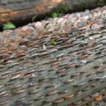money-tree-britain-thousands-of-coins-history-wishing-tree