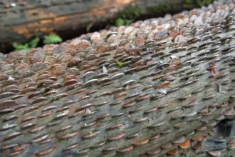 money-tree-britain-thousands-of-coins-history-wishing-tree
