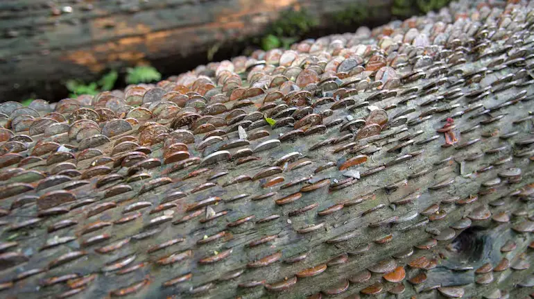 money-tree-britain-thousands-of-coins-history-wishing-tree