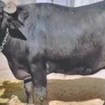 bihar-buffalo-ownership-dna-test-suraj-yadav-prakash-manjhi