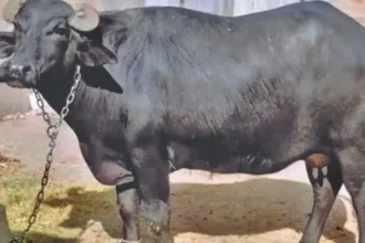 bihar-buffalo-ownership-dna-test-suraj-yadav-prakash-manjhi
