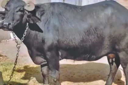 bihar-buffalo-ownership-dna-test-suraj-yadav-prakash-manjhi