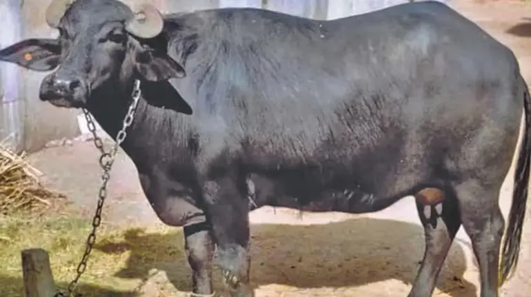 bihar-buffalo-ownership-dna-test-suraj-yadav-prakash-manjhi