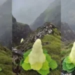 padamchal-flower-rheum-nobile-himalayan-diamond-flower-interesting-facts