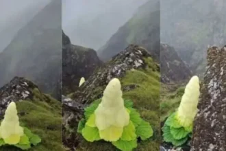 padamchal-flower-rheum-nobile-himalayan-diamond-flower-interesting-facts