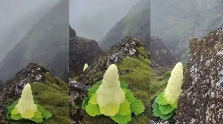 padamchal-flower-rheum-nobile-himalayan-diamond-flower-interesting-facts