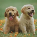 pet-dog-67-minute-walk-16-sniffs-survey-benefits