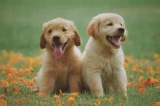 pet-dog-67-minute-walk-16-sniffs-survey-benefits