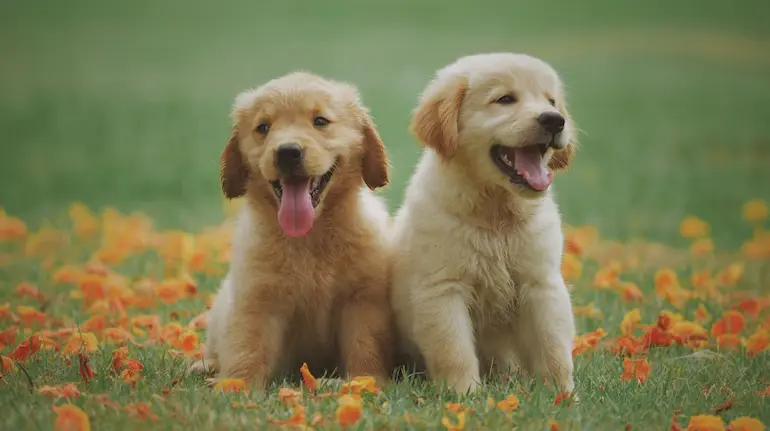 pet-dog-67-minute-walk-16-sniffs-survey-benefits
