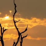 el-nino-impact-on-monsoon-india-economy-rainfall