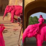 jaipur-elephant-chanchal-death-pink-photoshoot-action