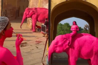 jaipur-elephant-chanchal-death-pink-photoshoot-action