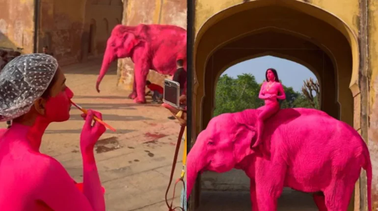 jaipur-elephant-chanchal-death-pink-photoshoot-action