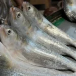 ganga-mein-hilsa-fish-ki-wapsi-chandauli-icar-cifri